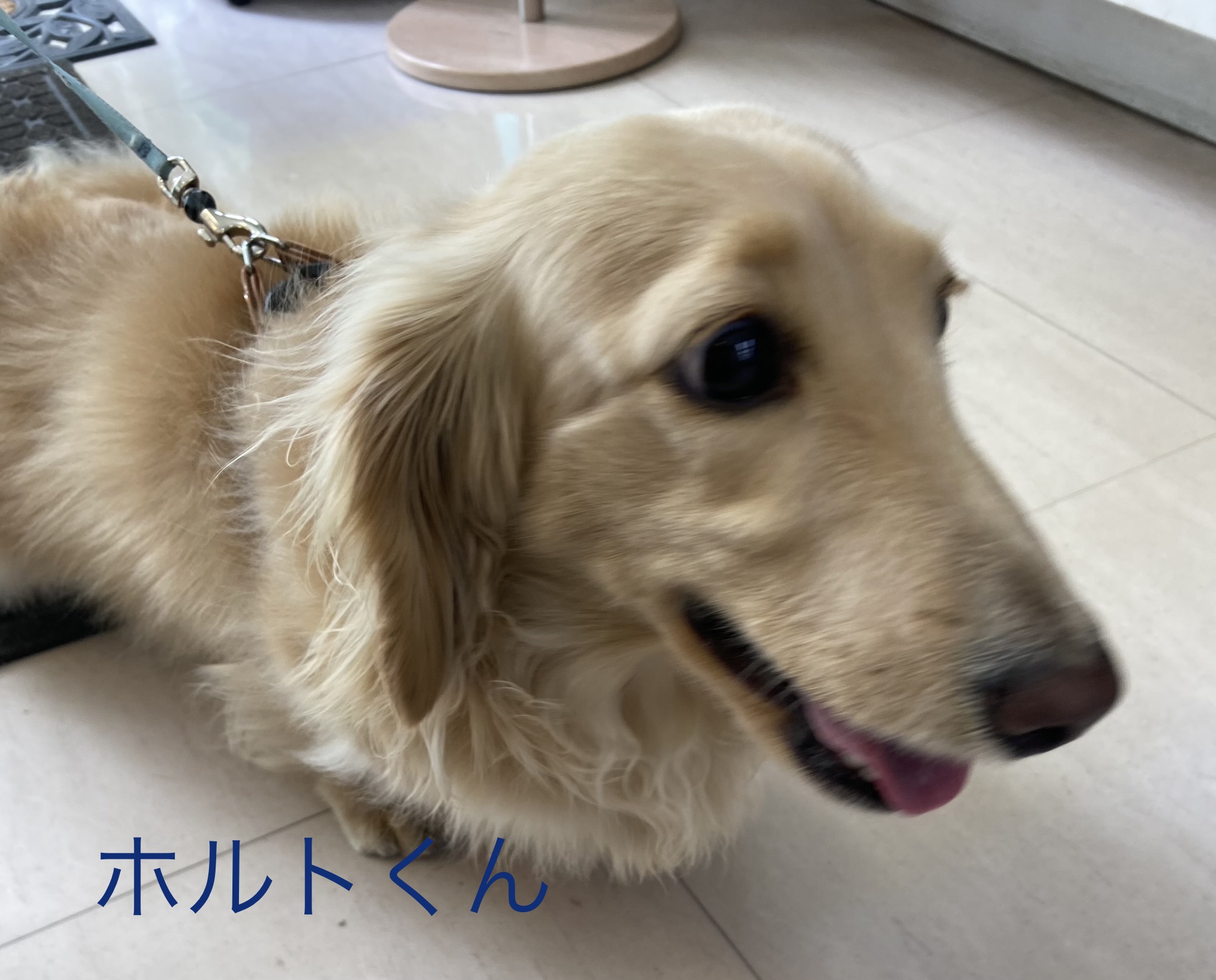 ある日、お店の自動ドアが開くも<br>受付からは『無人の視界』<br>『???』しばらくの間。。。<br><br>なんとかわいいお犬様が<br>ご来店されてました♪<br><br>名前はホルト君、<br>ダックスのクリームです<br><br>ご来店以来、<br>お散歩の途中に当店に寄ることが<br>日課となったようで<br>いつも自動ドアが開いて=無人<br>ホルトくんがいたりします(笑)<br><br>人なつっこくて<br>カワイイんです♪<br>
